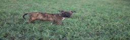 Pitbull cani in vendita: Cuccioli Pit Bull con pedigree anche a rate - Annuncio 30