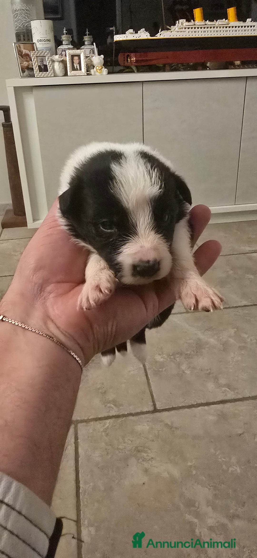 Border Collie cani in vendita: Cuccioli di border collie  - Annuncio 14
