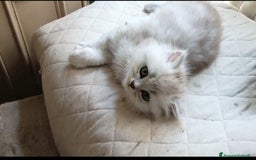 Persiano gatti in vendita: Gattini persiani normotipo Chinchilla  a Provincia di Modena - Immagine 1