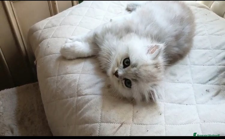 Persiano gatti a Provincia di Modena - Annuncio 9