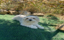 Maltese cani in vendita: Maltese toy a Città metropolitana di Roma Capitale - Immagine 9