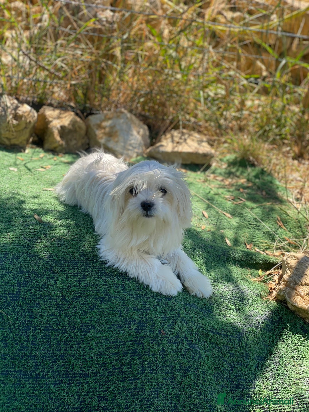 Maltese cani in vendita: Maltese toy a Città metropolitana di Roma Capitale - Immagine 9