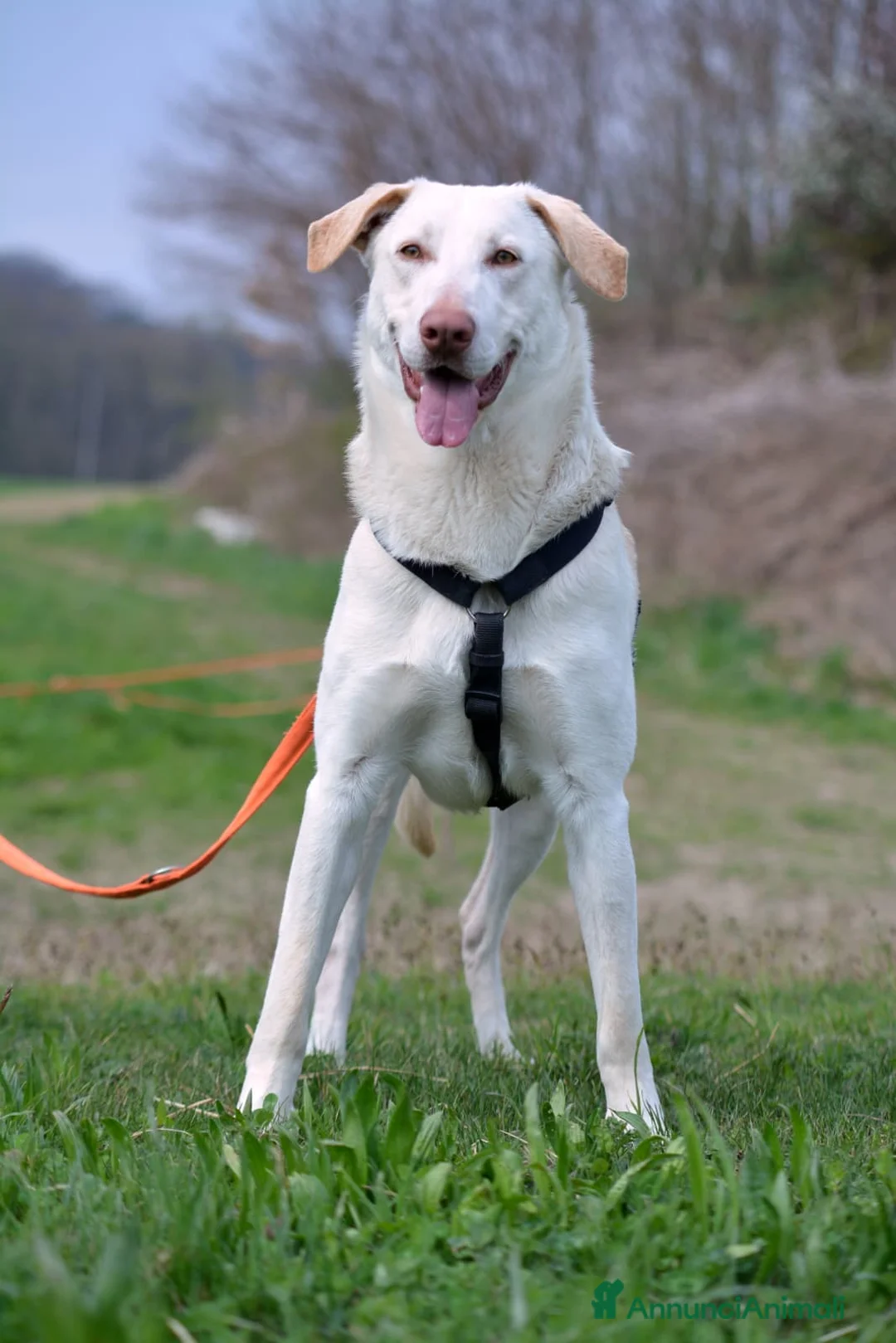 Meticcio cani in regalo: Lillo cerca casa ❤️ a Città metropolitana di Milano - Annuncio 7