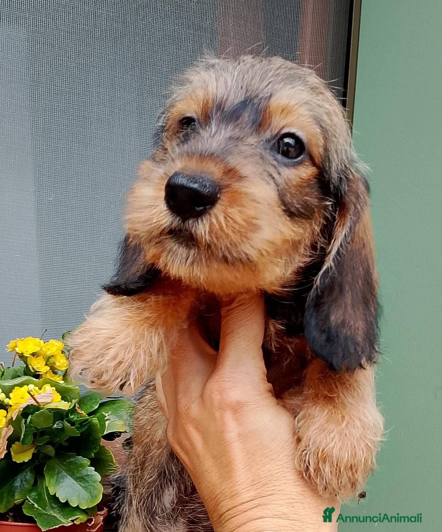 Bassotto cani Bassotto pelo duro nano con pedigree  - Annuncio 1