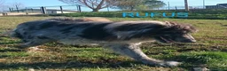 Meticcio cani in regalo: RUFUS il gigante buono! a Città Metropolitana di Venezia - Annuncio 4