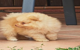 Spitz cani in vendita: Cuccioli Spitz tedesco piccolo ( kleispitz)  a Provincia di Cremona - Immagine 8