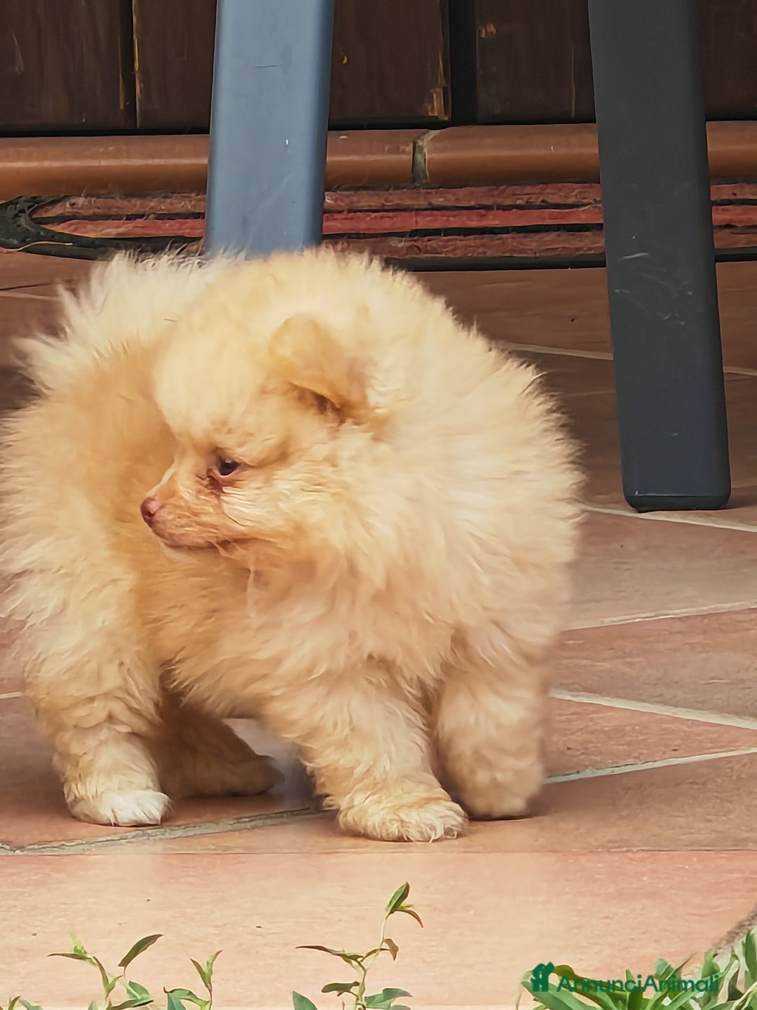 Spitz cani in vendita: Cuccioli Spitz tedesco piccolo ( kleispitz)  a Provincia di Cremona - Immagine 8