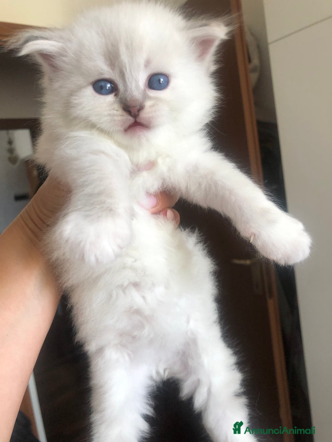 Siberiano gatti in vendita: Cuccioli di Gatto Siberiano Ipoallergenico a Provincia di Varese - Immagine 5
