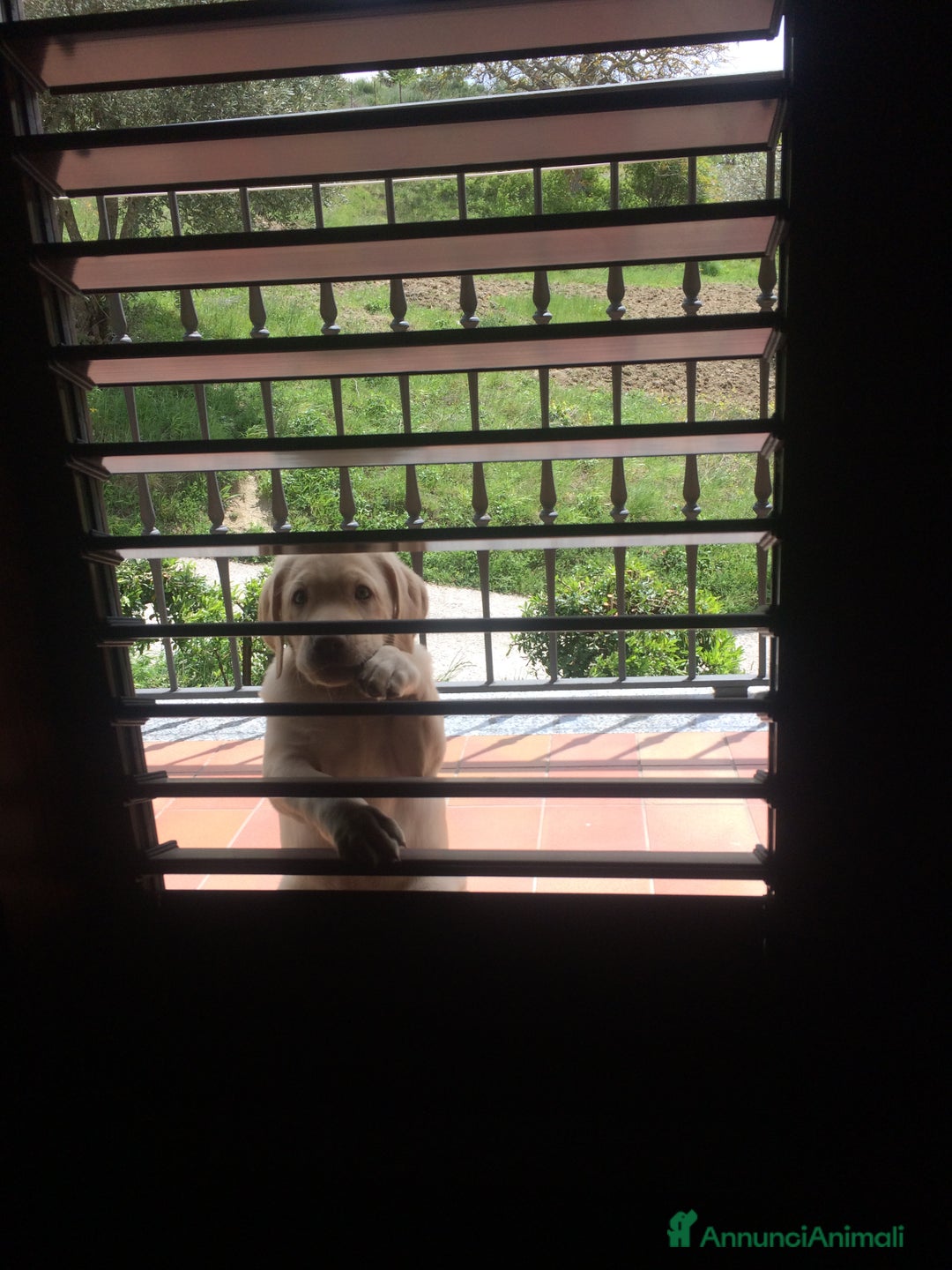 Labrador cani per accoppiamento: Seven cerca fidanzata.🐾🩵 - Annuncio 14