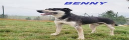 Meticcio cani in regalo: BENNY bel timidino! - Annuncio 1