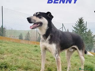 Meticcio cani BENNY bel timidino! - Annuncio 23