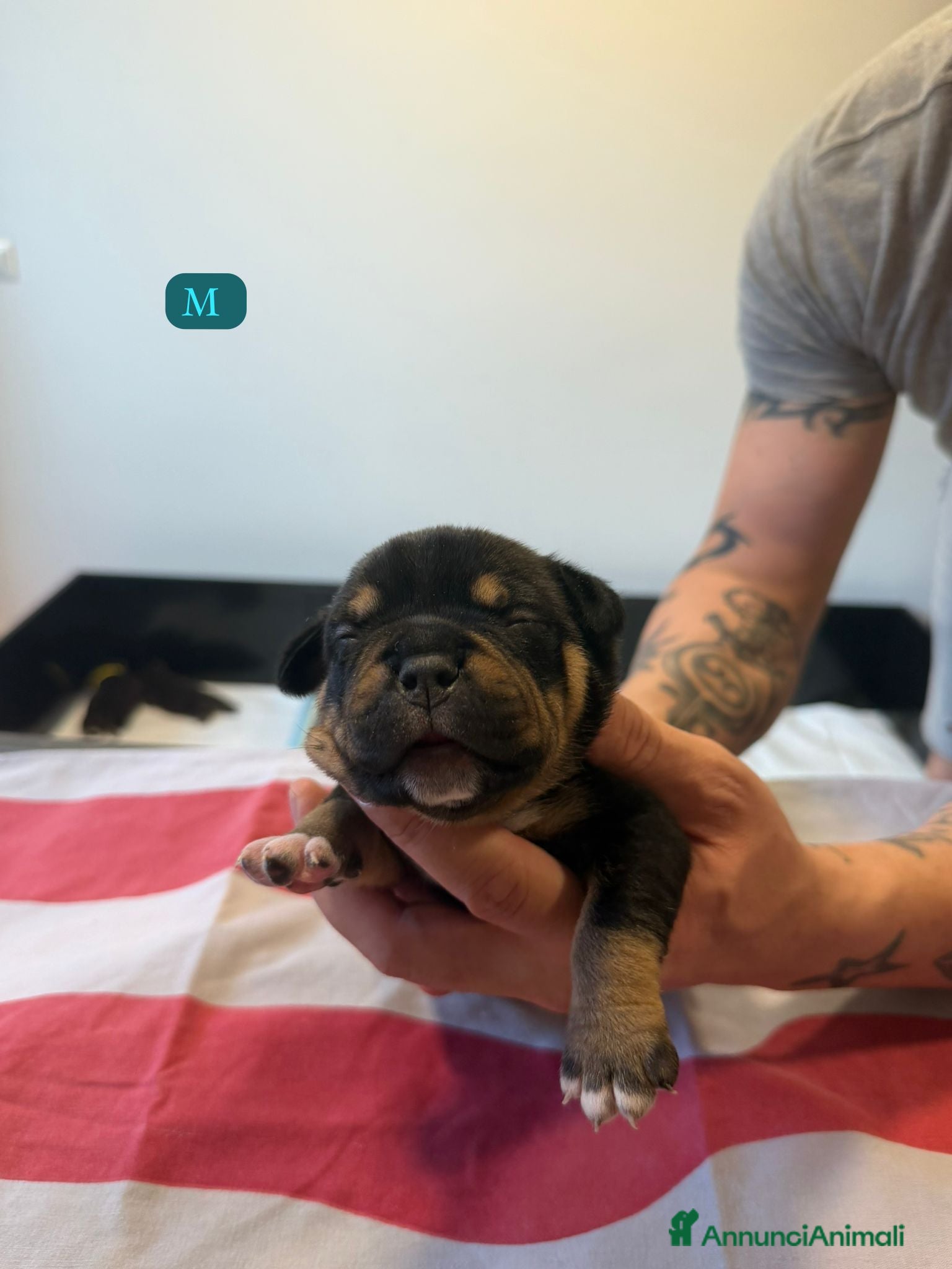 American Bully cani CUCCIOLI DI AMERICAN BULLY  - Annuncio 2