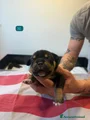 American Bully Cucciolo 4