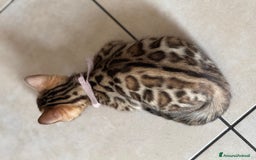 Bengala gatti in vendita: Bellissimi cuccioli  a Città metropolitana di Roma Capitale - Immagine 22