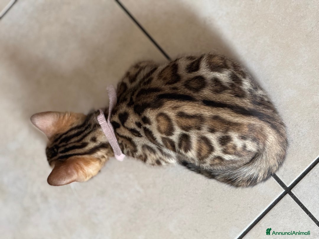 Bengala gatti in vendita: Bellissimi cuccioli  a Città metropolitana di Roma Capitale - Immagine 22