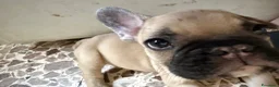 Bulldog Francese cani in vendita: Bulldog francesi  - Annuncio 3