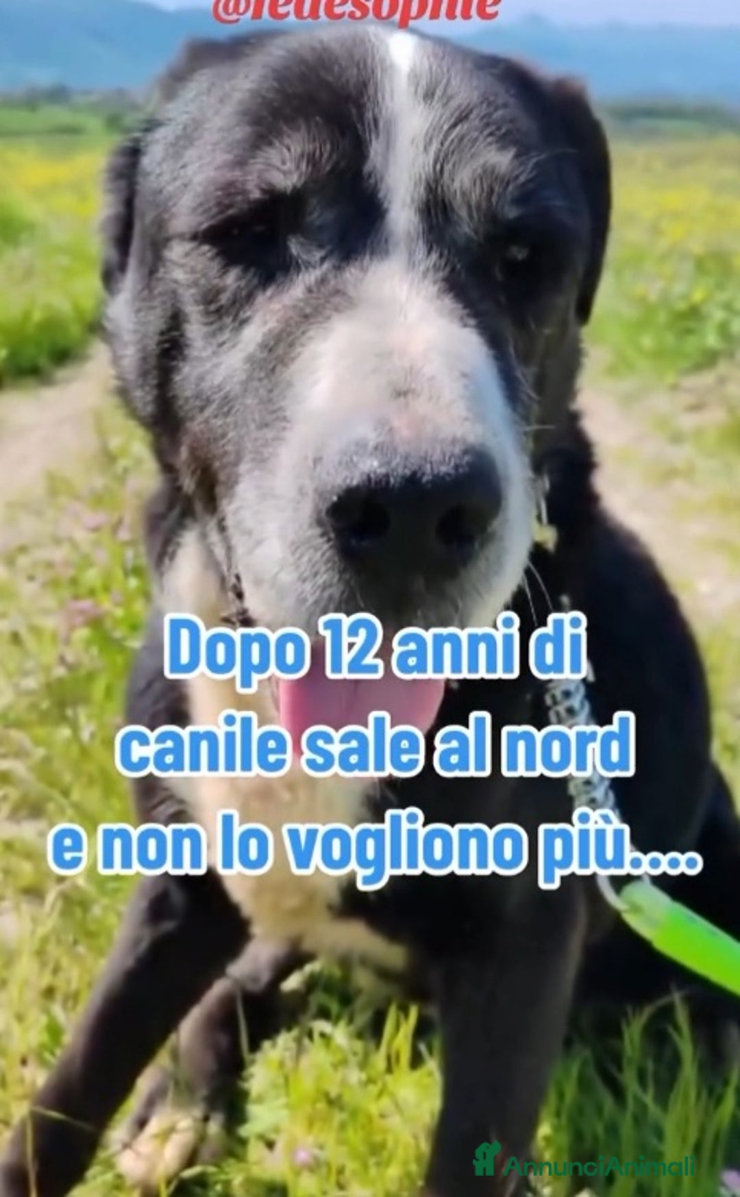 Meticcio cani in regalo: 12ANNI DI DURO CANILE..ADOTTATO E RIFIUTATO!MILANO a Città metropolitana di Milano - Annuncio 2