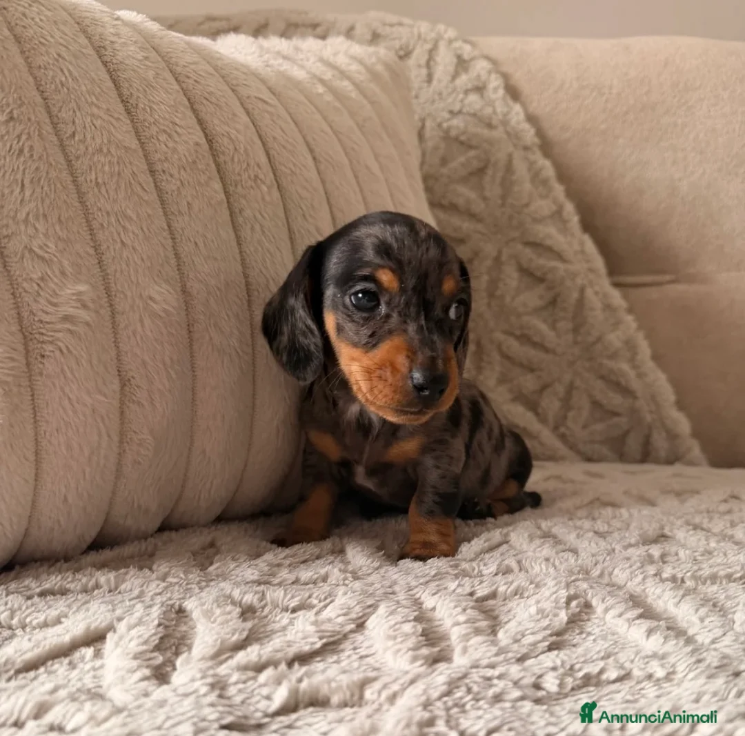 Bassotto cani in vendita: Bassotti Nani - Annuncio 2