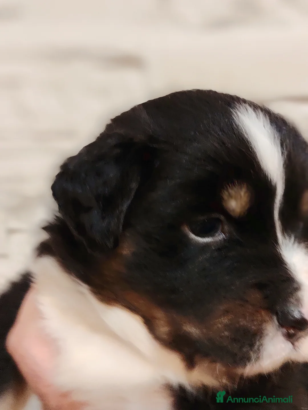 Australian Shepherd cani in vendita: Cuccioli di pastore australiano con pedigree ENCI - Annuncio 3