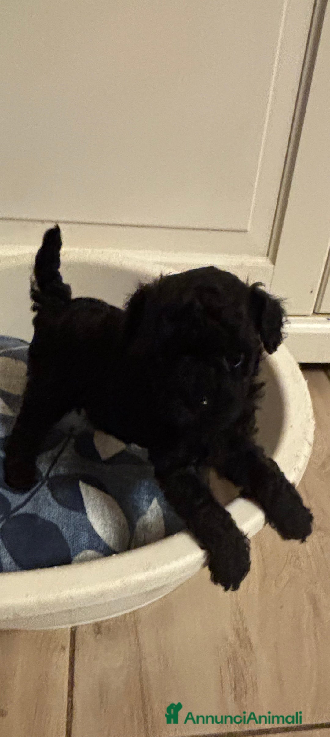 Barboncino Toy cani in vendita: Barboncini Toy - Annuncio 3