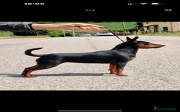 Pinscher Miniatura cani in vendita: Meraviglioso cucciolo di Pinscher Nano a Provincia di Perugia - Immagine 6