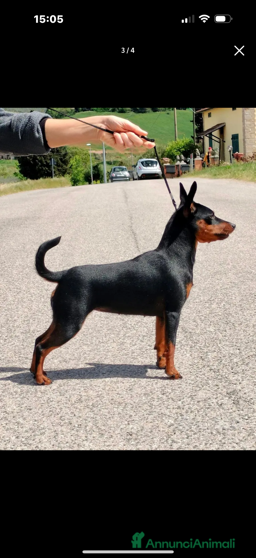 Pinscher Miniatura cani in vendita: Meraviglioso cucciolo di Pinscher Nano a Provincia di Perugia - Immagine 6