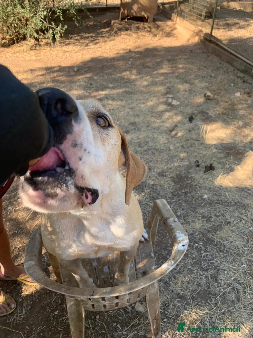 Altre razze cani in regalo: Rosy, gioiosa buona e socievole a Città metropolitana di Milano - Annuncio 2