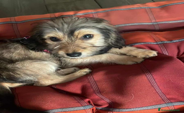 Meticcio cani - Annuncio 11