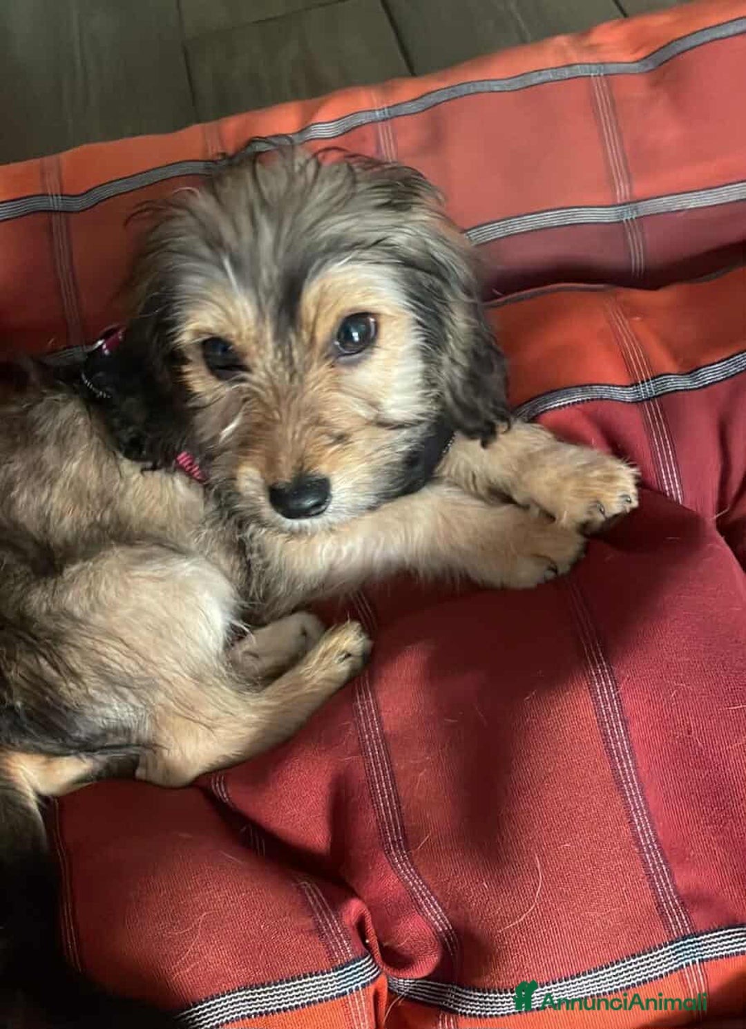 Meticcio cani in regalo: LILY, dolcissima cucciola TG PICCOLA! - Annuncio 1