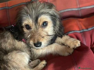 Meticcio cani LILY, dolcissima cucciola TG PICCOLA! - Annuncio 29