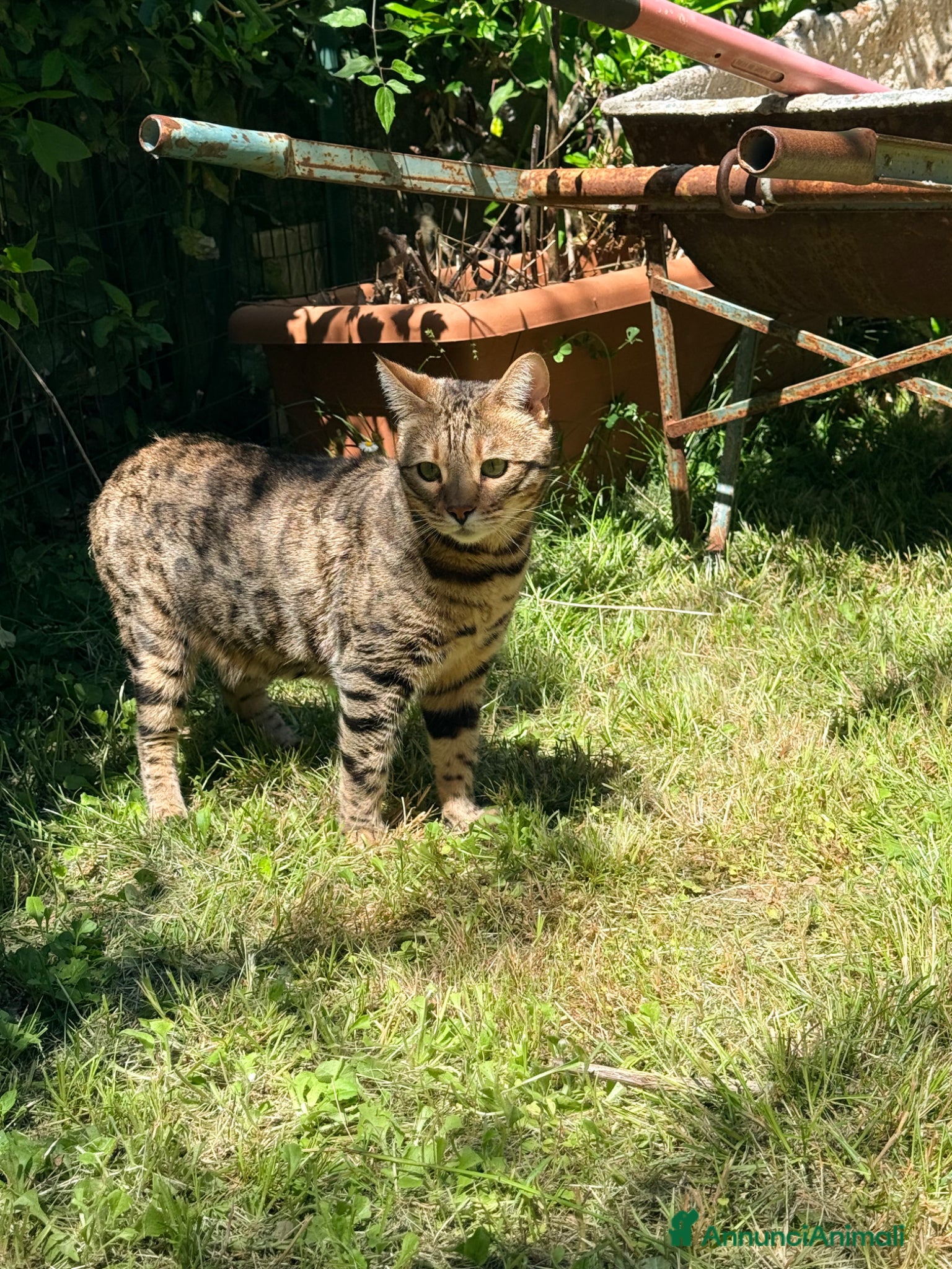 Bengala gatti in vendita: Gatto bengala a Provincia di Pistoia - Annuncio 8