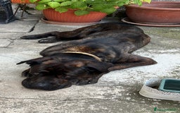 Cane Corso cani in regalo: DJ, Rotticorso a Provincia di Vercelli - Immagine 3