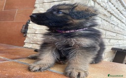 Pastore Tedesco cani in vendita: Cuccioli di pastore tedesco a Provincia di Brindisi - Immagine 13