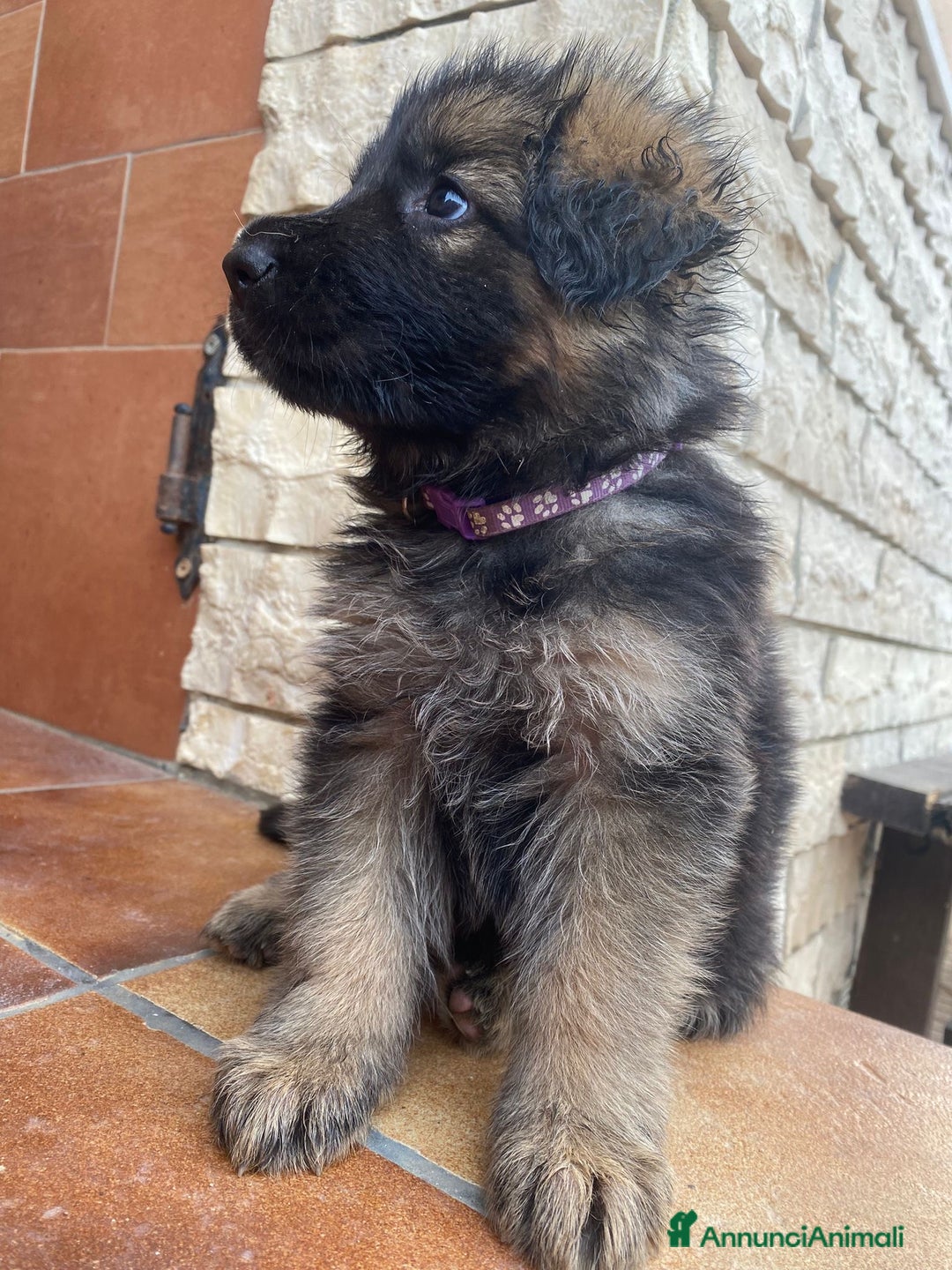 Pastore Tedesco cani in vendita: Cuccioli di pastore tedesco a Provincia di Brindisi - Immagine 13