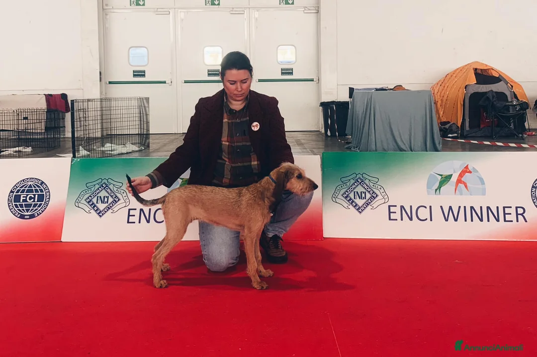 Immagine della galleria {{count}}