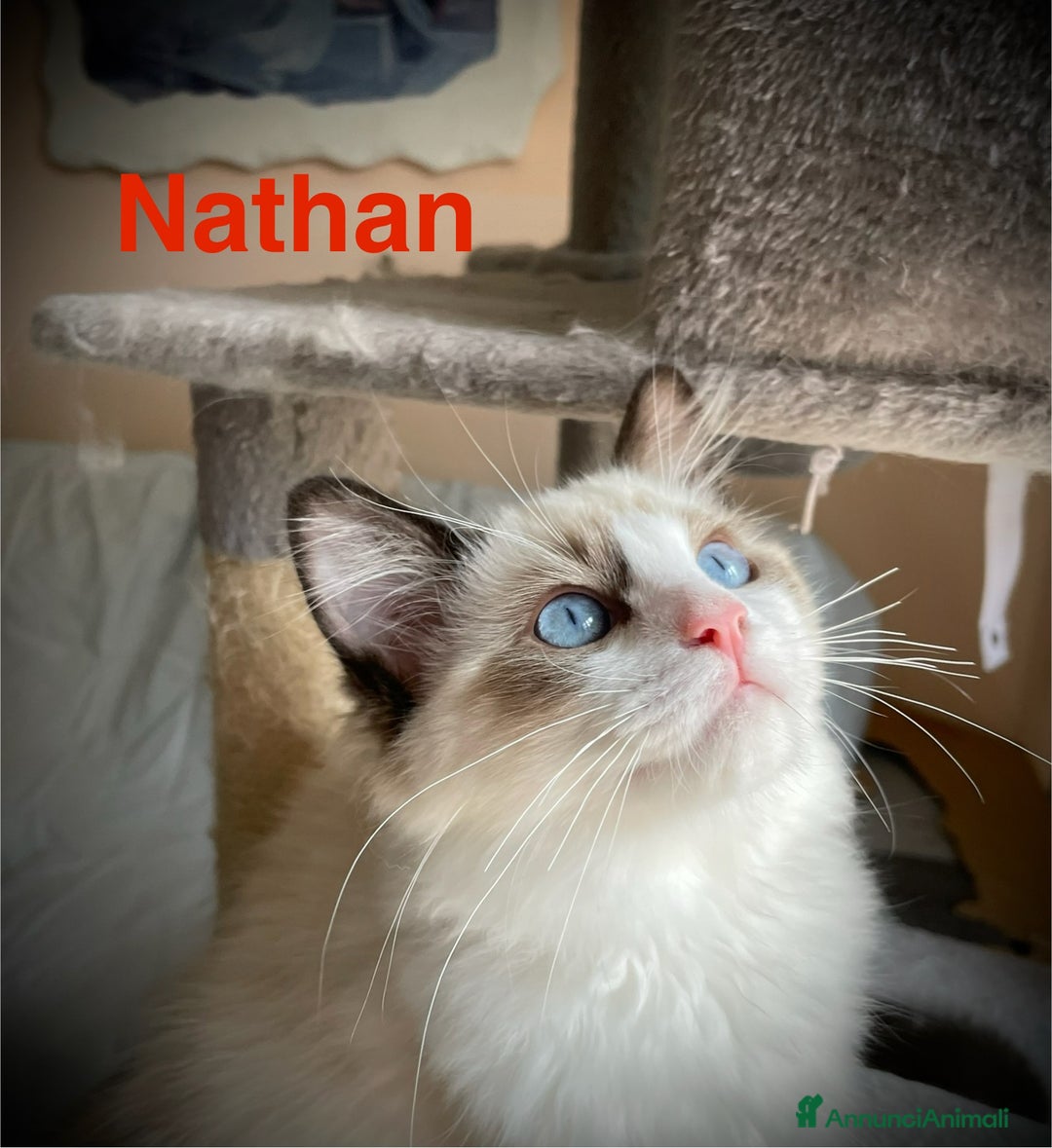 Ragdoll gatti in vendita: Fantastici cuccioli di Ragdoll a Provincia di Pavia - Immagine 2