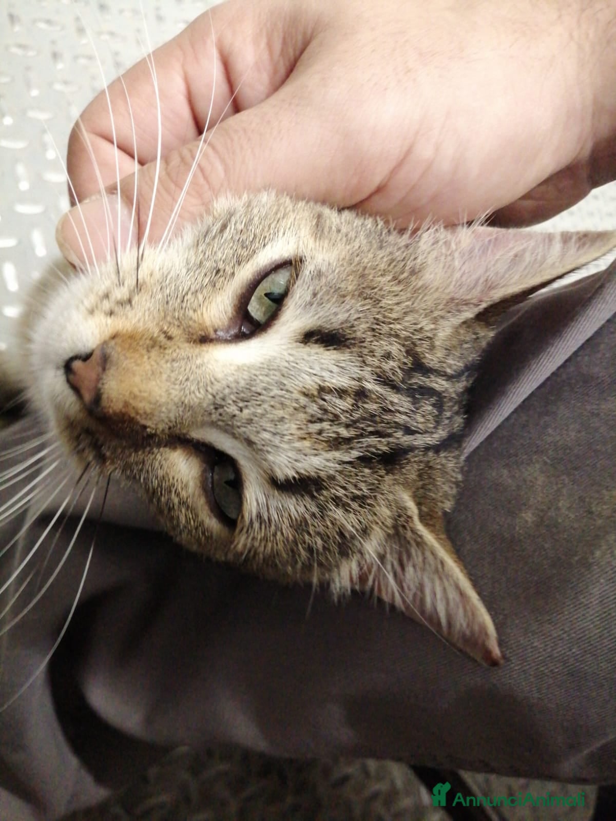 Altre razze gatti Miranda micia dolcissima di due anni - Annuncio 18