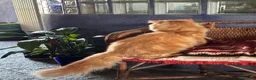Persiano gatti per accoppiamento: Una compagna per il mio gatto persiano - Annuncio 5
