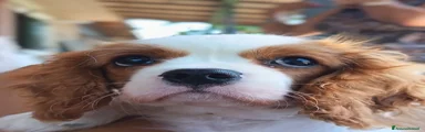 Luis 