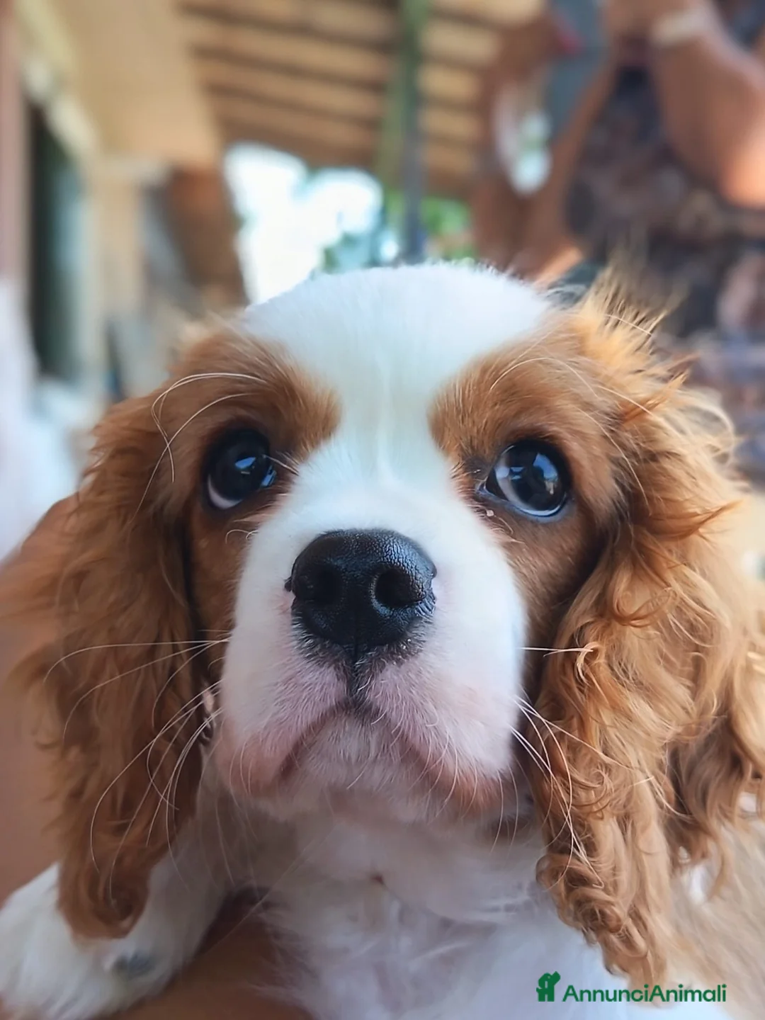 Cavalier King cani in vendita: CUCCIOLO DI CAVALIER KING CHARLES SPANIEL  a Città metropolitana di Catania - Annuncio 2