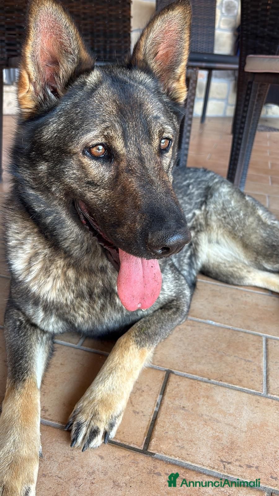 Pastore Tedesco cani Vendita cucciolo pastore tedesco  - Annuncio 8