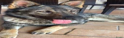 Pastore Tedesco cani in vendita: Vendita cucciolo pastore tedesco  - Annuncio 1