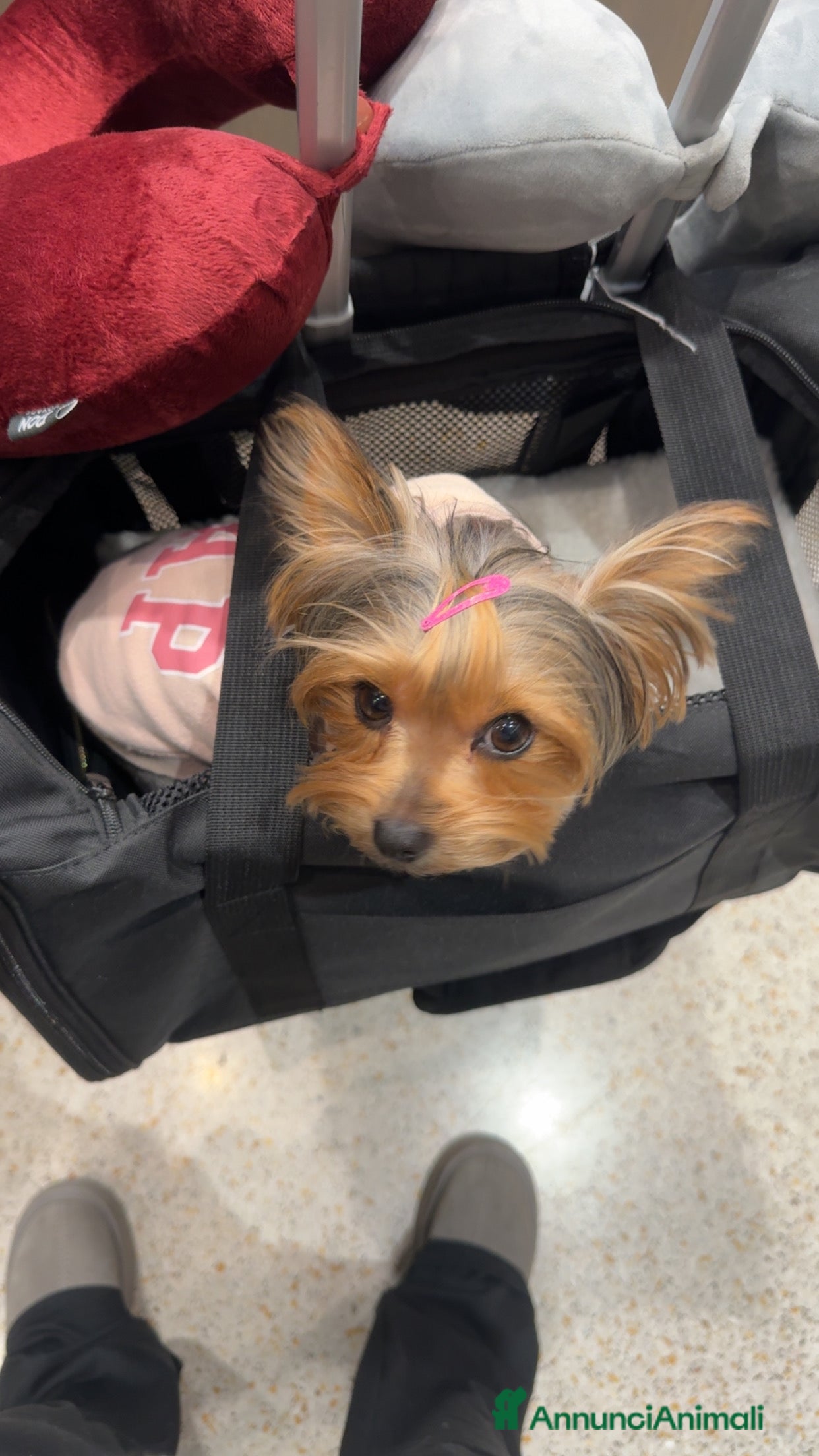 Yorkshire cani Per accoppiamento - Annuncio 2