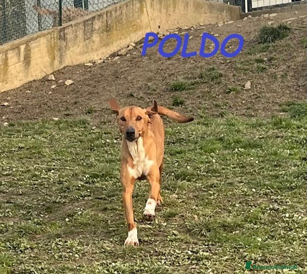 Meticcio cani in regalo: POLDO esuberante,affettuoso e buono 5-6anni - Annuncio 2