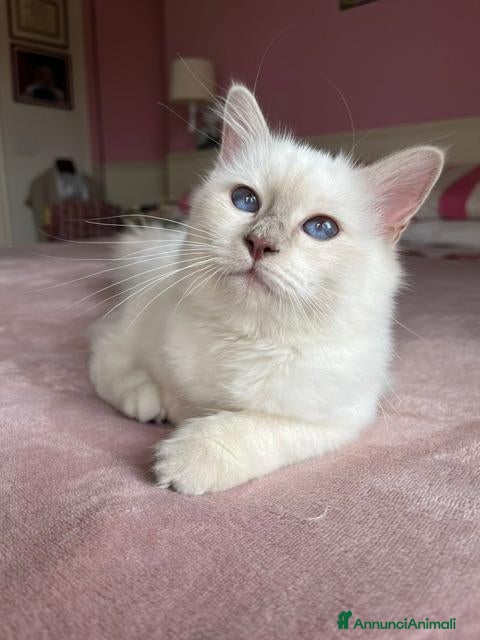 Sacro di Birmania gatti Gattina sacro di Birmania - Annuncio 1