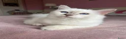 Sacro di Birmania gatti in vendita: Gattina sacro di Birmania a Città metropolitana di Milano - Annuncio 1