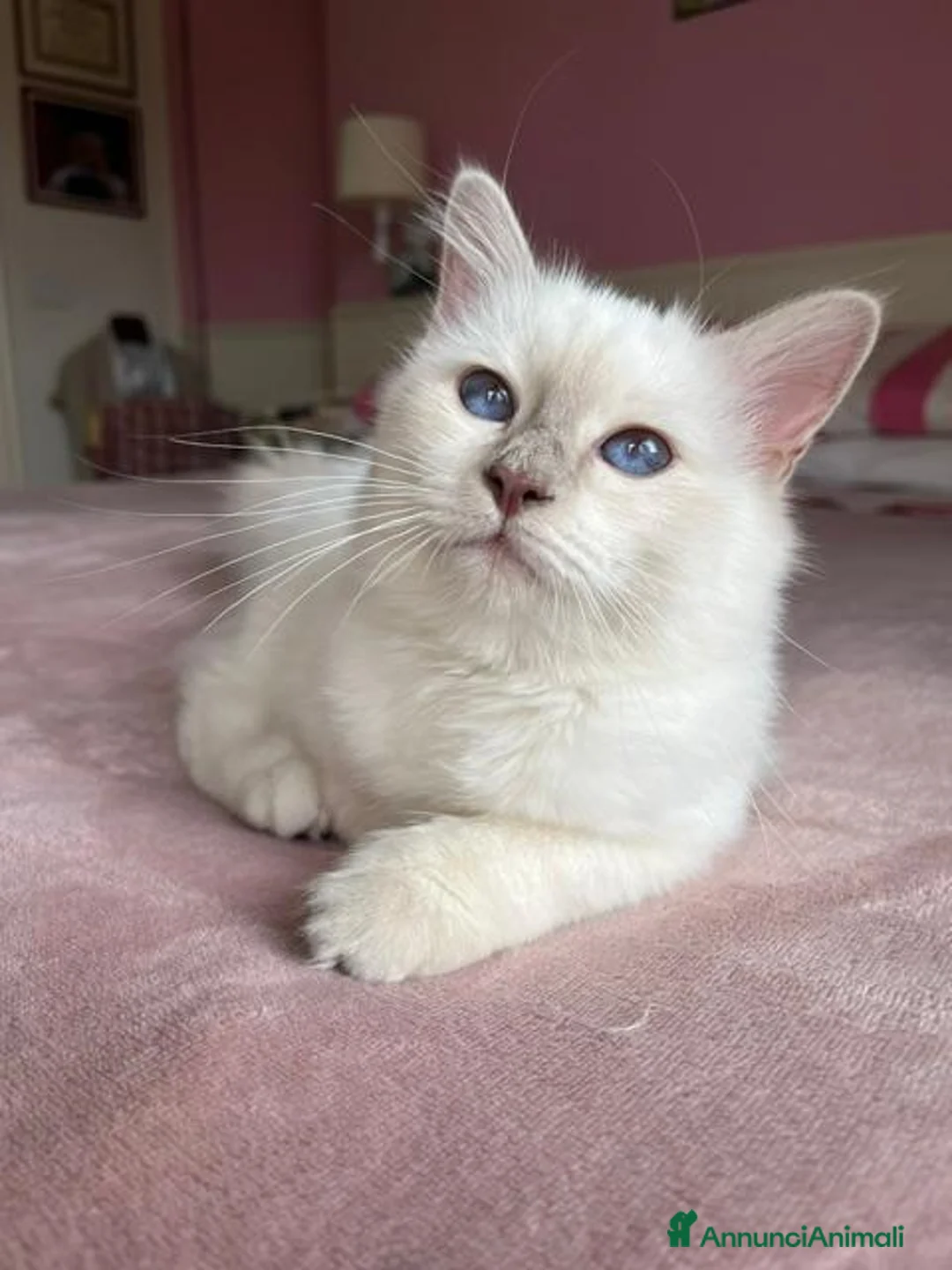 Sacro di Birmania gatti in vendita: Gattina sacro di Birmania a Città metropolitana di Milano - Annuncio 1