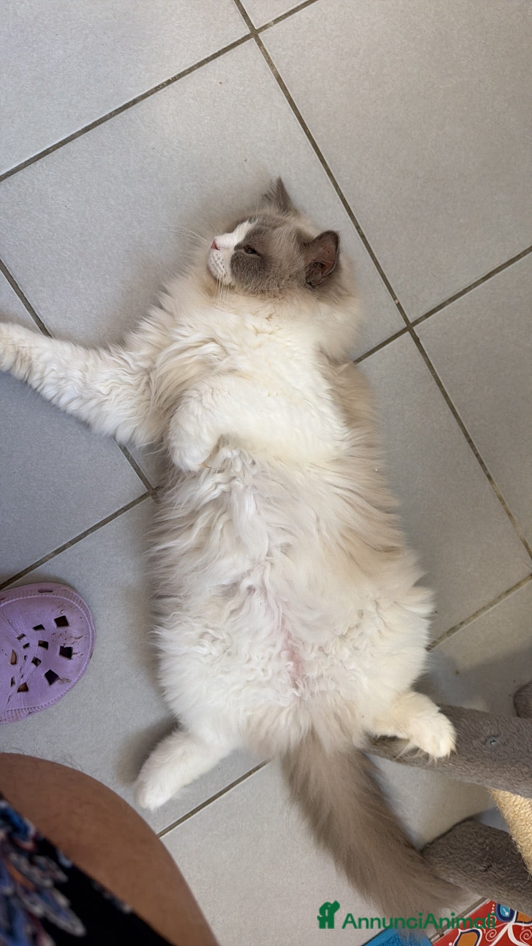 Ragdoll gatti Cucciola ragdoll bicolor carattere da bambola - Annuncio 10