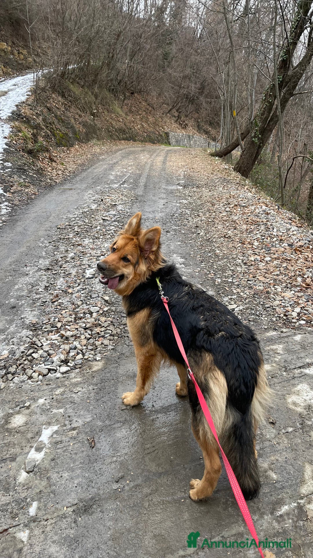 Pastore Tedesco cani in regalo: Alaska cerca casa  - Annuncio 3