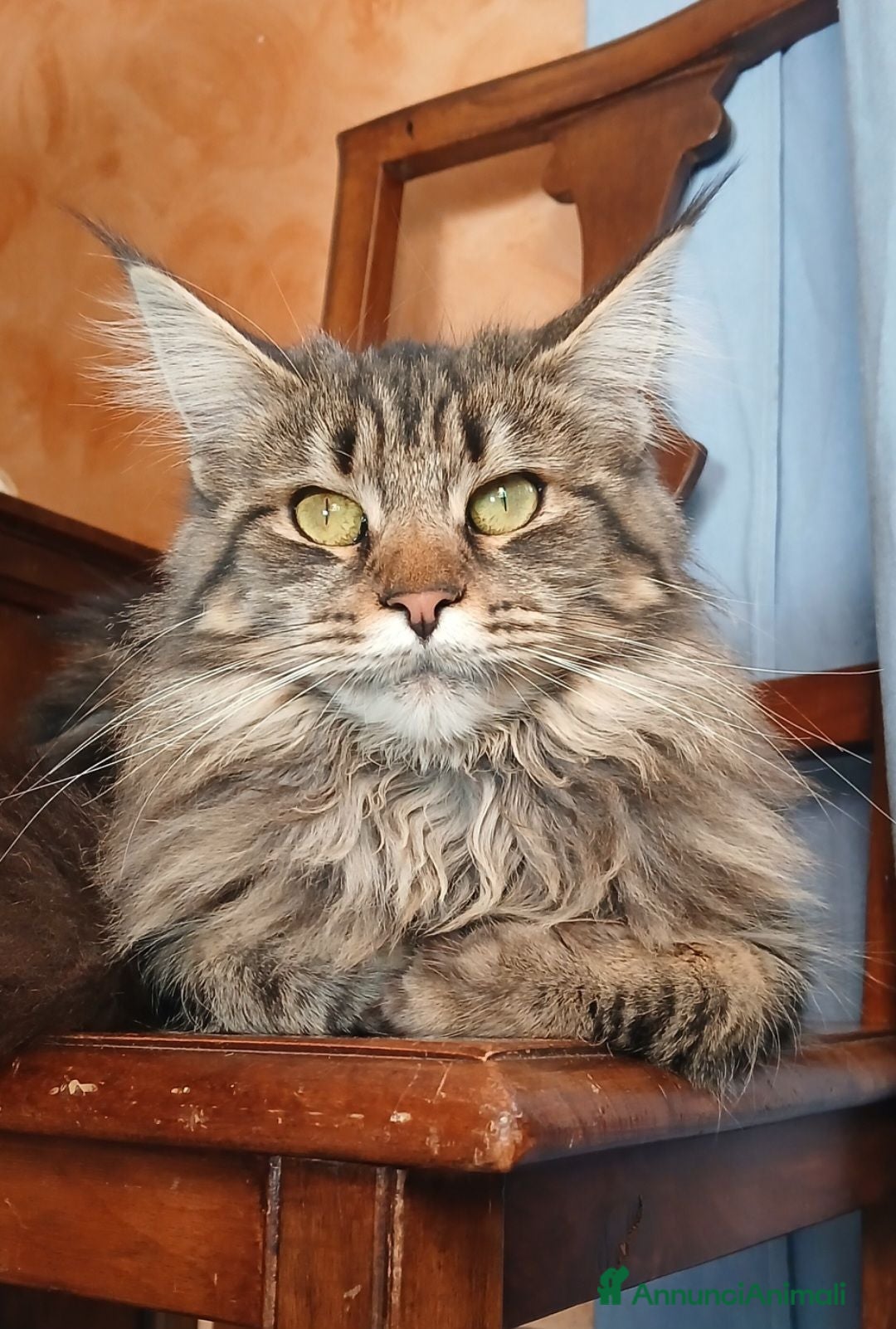 Maine Coon gatti Cucciole simil maine coon - Annuncio 3